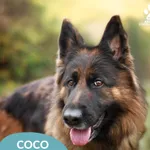 Coco