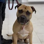 Pies do adopcji, Kraków, 23 listopada 2024