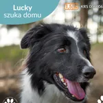 Baffi / Lucky