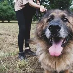 Pies do adopcji, Kraków, 10 lipca 2024