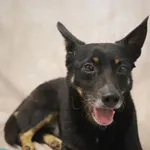 Pies do adopcji, Starogard Gdański, 20 marca 2024