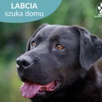 Labcia