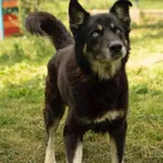 Pies do adopcji, Głowno, 17 lipca 2024