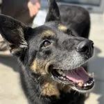 Pies do adopcji, Kraków, 26 stycznia 2024