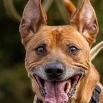 Pies do adopcji, Kraków, 23 kwietnia 2022