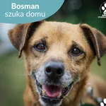Bosman