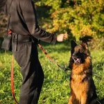 Pies do adopcji, Kraków, 17 sierpnia 2024