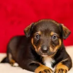 Pies do adopcji, Elbląg, 6 listopada 2024