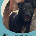 Pies do adopcji, Starogard Gdański, 28 marca 2024