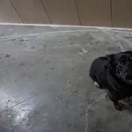 Pies do adopcji, Kraków, 17 listopada 2024