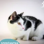 Sierżantka