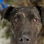 Pies do adopcji, Starogard Gdański, 20 marca 2024