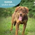 Kama