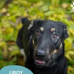 Liroy