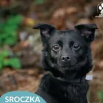 Sroka