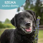 Szejka