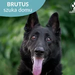 Brutus