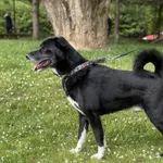 Pies do adopcji, Kraków, 20 listopada 2021