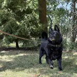 Pies do adopcji, Kraków, 24 kwietnia 2024