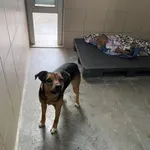 Pies do adopcji, Kraków, 13 listopada 2024