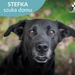 Stefka