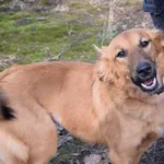 Znaleziono psa, Pieckowo, 12 grudnia 2024