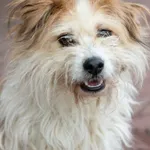 Znaleziono psa, Skałowo, 15 listopada 2024