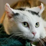 Znaleziono kota, Wałbrzych, 4 grudnia 2024