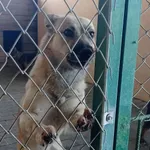 Pies do adopcji, Tatary, 24 października 2018