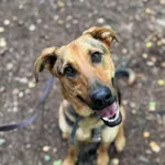 Pies do adopcji, Olsztyn, 15 maja 2024