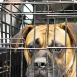 Pies przywieziony z Mosiny