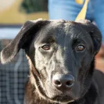 Pies znaleziony w Złotkowie