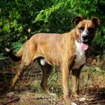 Znaleziono psa- Kolonia Góra Puławska