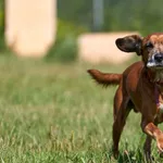 Pies do adopcji, Wrocław, 24 października 2022