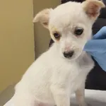 Znaleziono psa, Nowa Krępa, 3 grudnia 2024