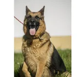 Pies do adopcji, Wrocław, 15 lipca 2019