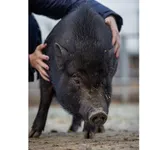 Oddam zwierzę, Wrocław, 1 lutego 2018