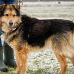 Pies do adopcji, Wrocław, 3 marca 2022