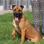 Pies do adopcji, Wrocław, 21 lipca 2016