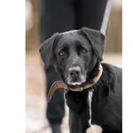 Pies do adopcji, Wrocław, 18 listopada 2021