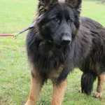 Pies do adopcji, Grudziądz, 25 listopada 2024