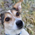 Pies do adopcji, Nowodwór, 16 grudnia 2024