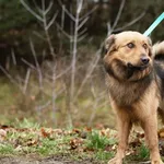 Pies do adopcji, Nowodwór, 16 grudnia 2024