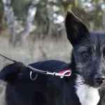 Pies do adopcji, Nowodwór, 16 grudnia 2024