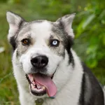 Znaleziono psa, Sosnowiec, 16 grudnia 2024