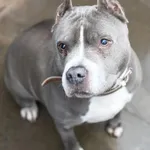 Afera to 9-letnia suczka rasy Amerykański Staffordshire Terrier (amstaff), która trafiła do schroniska interwencyjnie, razem z drugim psem. Od początku pokazała, że jest zrównoważona, łagodna i bardzo