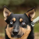 Pies do adopcji, Nowodwór, 17 grudnia 2024