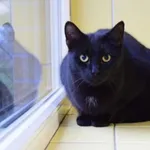 Kot do adopcji, Wrocław, 11 czerwca 2021