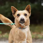 Pies do adopcji, Nowodwór, 17 grudnia 2024