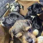 Znaleziono psa, Radom, 16 grudnia 2024